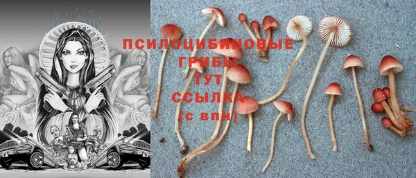 прущие грибы Алзамай